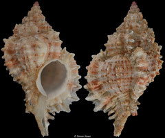 Chicomurex lani (China, 71,3mm) F+/F++ €18.00 (specimens for sale are 65-77mm and are of the same quality as the specimen illustrated)