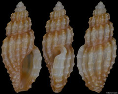 Heterocithara sp. (Philippines, 5,1mm)