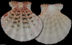 Mirapecten moluccensis (Philippines, 38,0mm)