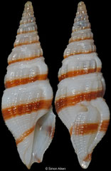 Inquisitor armillatus (Philippines, 16,9mm)