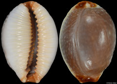 Cypraea staphylaea form 'nolani' (South Africa, 15,1mm)