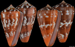 Conus vittatus (Pacific Panama, 28,5mm, 28,5mm) F+++ €15 (specimens for sale are 28-29mm and are of the same quality as the specimens illustrated)