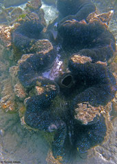 Tridacna gigas (New Georgia, Solomon Islands)