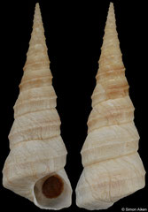 Turritella carinifera (South Africa, 78,1mm)