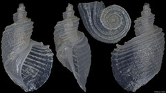 Macromphalus magnificus (Philippines, 3,8mm)