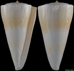 Conus queenslandis (Queensland, Australia, 94,2mm) F+ €30.00