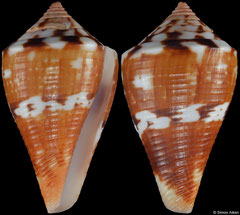 Conus orion (Pacific Panama, 25,8mm)
