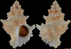 Babelomurex cariniferus (Spain, 25,0mm)