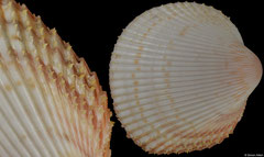 Dallocardia delicatula (Brazil, 53,0mm)