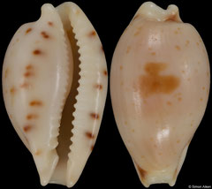 Cypraea contaminata form 'distans' (South Africa, 10,7mm) F+++ €3.00 (specimens for sale are 9-11mm and are of the same quality as the specimen illustrated)