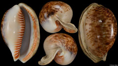 Cypraea lynx (Madagascar, 51,6mm) €40.00