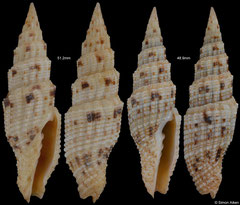 Vexillum mirabile (Madagascar) F+++ €14.00 (specimens for sale are 48-51mm and are of the same quality as the specimen illustrated)