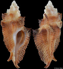 Pterynotus albobrunneus (Mozambique, 39,0mm)