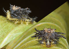 Ladybird (Coccinellidae sp.) larva, Samal Island, Philippines