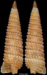 Mastonia maenades (South Africa, 5,7mm)