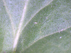 Blatt