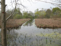 marais sud Bourgogne