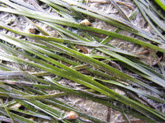 Hydrobies (petits herbivores) sur des zostères naines (Arès, fond du Bassin) ; 0,5 cm