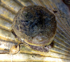 Une gibulle sur un Pecten de Salles