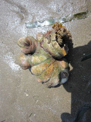 Crepidula fornicata (espèce invasive filtreuse formant des colonies avec étagement des sexes). Long d'un individu adulte : jusqu'à 5 cm. La colonie complète superposée prends parfois la forme d'un croissant.