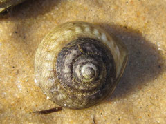 Gibbula magus : herbivore, souvent enfoncé dans le sable. Diam : 2 cm