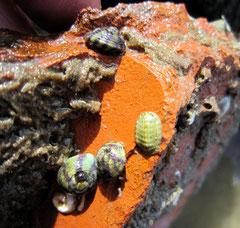 Gibbula umbilicalis: herbivore, broute les algues des rochers. Diam : 1 cm