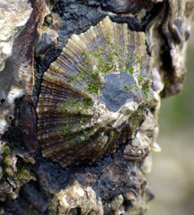 Patella vulgata fixée et attendant la marée ; Diam : 3,5 cm