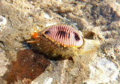 Trivia monacha, prédateur d'ascidies et éponges. Long. : 1 cm. On peut voir le manteau semi-recouvrant sur la coquille