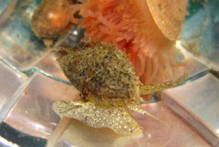 Nassarius reticulatus. Vivants, on remarque la coquille engluée de periostracum et d'algues