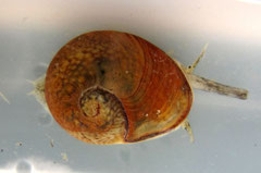 Cyclope neritea, détail