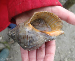 Stramonita haemastoma  (Bouche de sang). Spécimen de 6 cm, mais encore jeune. Les adultes ont des côtes beaucoup plus marquées et l'intérieur rouge sang. C'et un carnivore perceur de coquilles