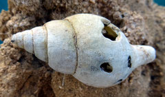 Colus gracilis (assez érodé). long : 4 cm