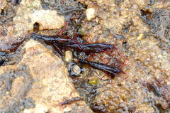 Entre les crevettes monégasques, on aperçoit Nassarius incrassatus. Long : 1 cm