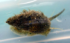 Nassarius reticulatus : charognard / carnivore. Long : 2 cm