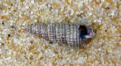 Bittium reticulatum : brouteur de fragments d'algues. Long : 1 cm