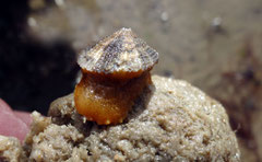 Diodora graeca se déplaçant. Long : 1,5 cm