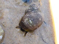 Littorina littorea (bigorneau). Herbivore ; hauteur : 1,5 cm