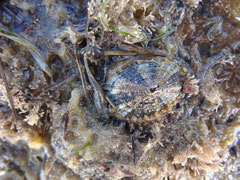 Diodora graeca : vit fixé le jour et broute les algues la nuit. Long : 2 cm