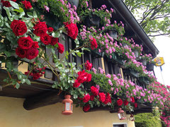 Elite Flights, Gourmet Flight, Helicopter Flight with landing at a restaurant, Osteria Borrei, Lake Maggiore, flowers