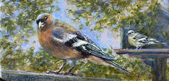 Twee vinkjes, o/a/p, 10x5cm