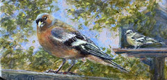 Twee vinkjes, o/a/p, 10x5cm