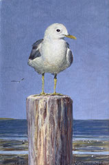 º Meeuw op paal bij Schier, a/p, 10x15cm