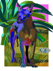 xoloitzcuintle