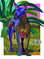 xoloitzcuintle