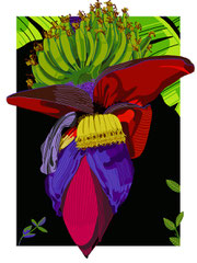 flor de plátano
