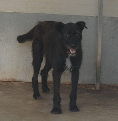  RAQUEL - blind, seit 2007 im Tierheim. Januar 2013: RAQUEL IM GLÜCK ! Sie durfte in ihr eigenes Körbchen zu einer lieben Familie in die Niederlande reisen. DANKE an Pinky + Fam. Dymowski für die Ausreisepatenschaft :)