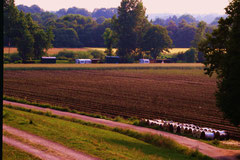 Fotoserie Münsterland, Alte Fahrt Fuestrup, copyright Nathalie Arun