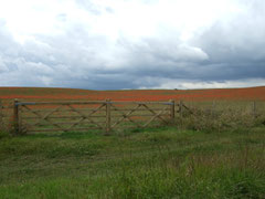 Poppies in June (walk 9)