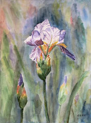 029 Iris (Schwertlilie) - Aquarell, 32x24cm (11.2010) - nach einem Foto