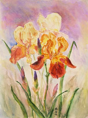 106 Iris (Schwertlilie) - Aquarell, 30,5x23cm (06.2013) - nach der Natur
